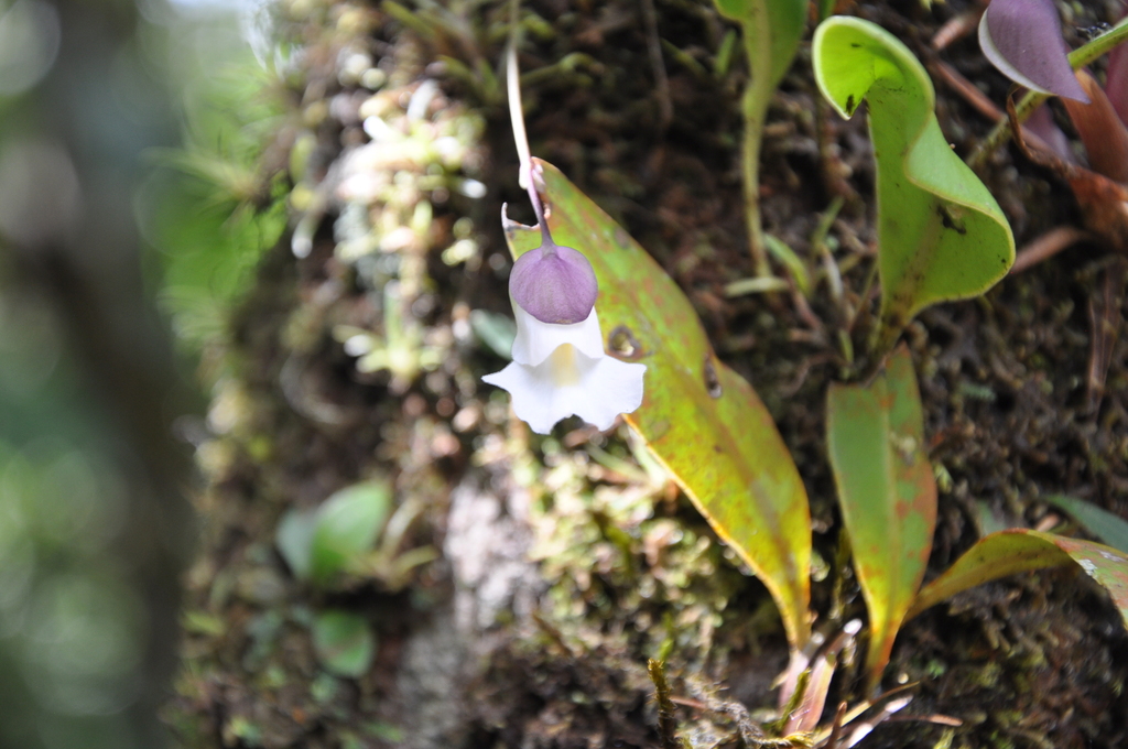 Utricularia endresii Rchb.f.
