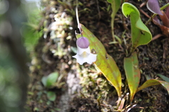 Orchidioides