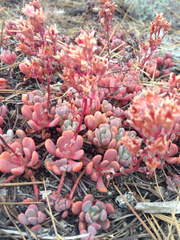 Sedum obtusatum