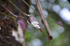 Orchidioides
