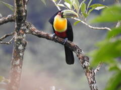 Ramphastos dicolorus