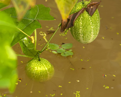 Passiflora quadriglandulosa