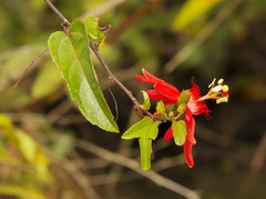 Passiflora quadriglandulosa