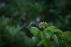 Archilochus colubris