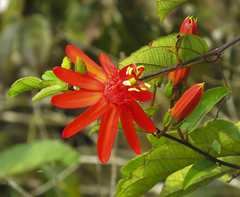 Passiflora quadriglandulosa