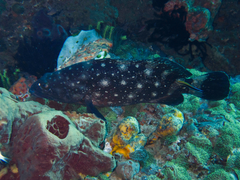 Epinephelus coeruleopunctatus