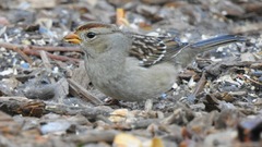 Zonotrichia leucophrys
