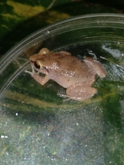 Eleutherodactylus johnstonei