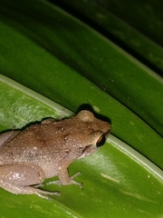 Eleutherodactylus johnstonei