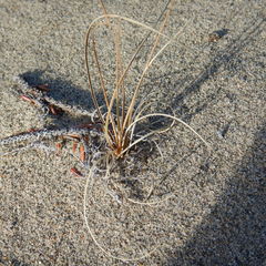 Carex sabulosa