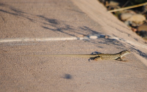 Aspidoscelis neotesselatus
