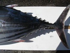Katsuwonus pelamis