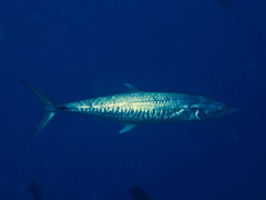 Scomberomorus commerson