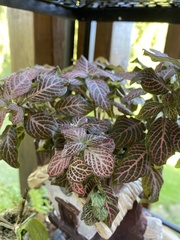 Fittonia