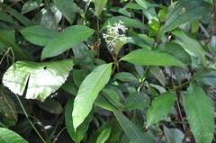 Palicourea violacea