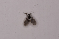 Lepiseodina conspicua