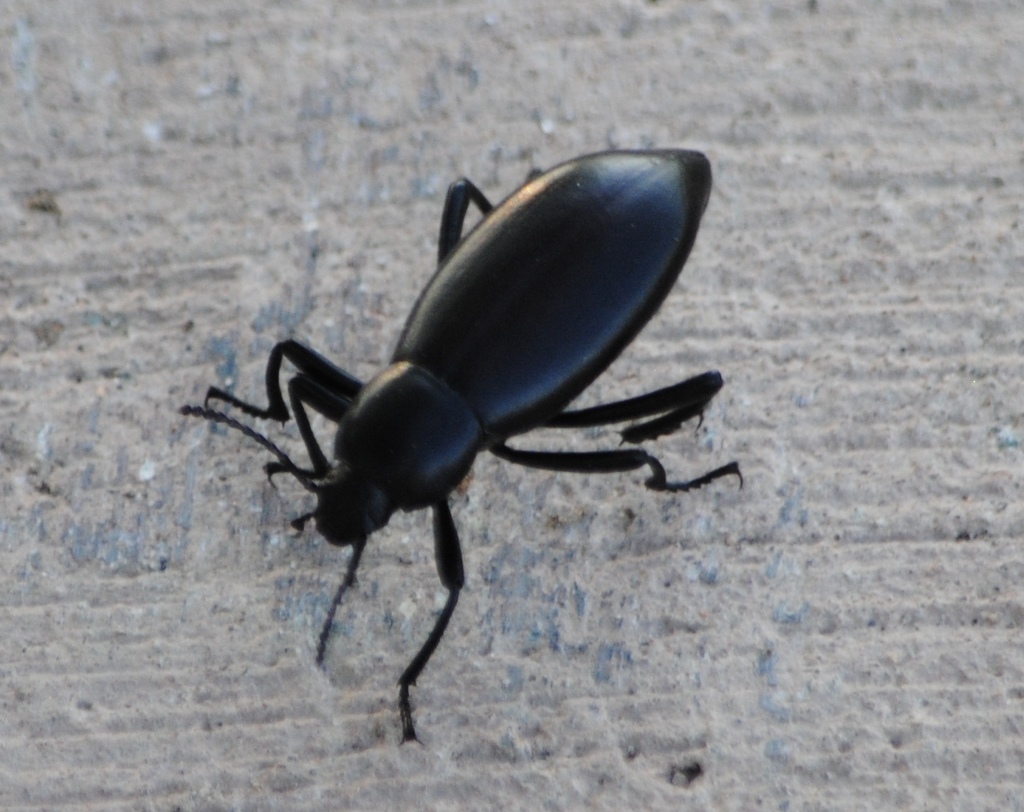 Eleodes longicollis