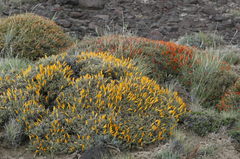 Anarthrophyllum desideratum