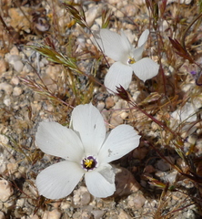 Linanthus parryae