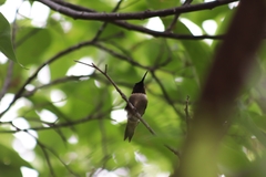 Archilochus colubris