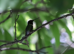 Archilochus colubris