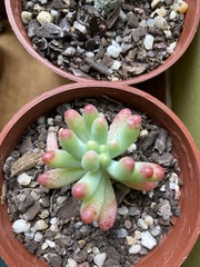 Sedum pachyphyllum