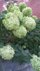 Hydrangea