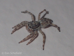 Salticidae