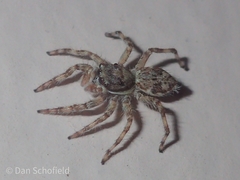 Salticidae