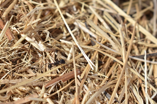iNaturalist observation photo of Andre's Harvester Ant