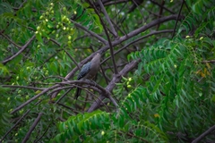 Melanerpes aurifrons