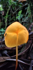 Hymenogloea papyracea