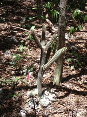 Pilosocereus robinii