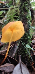 Hymenogloea papyracea
