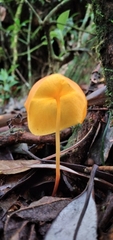 Hymenogloea papyracea