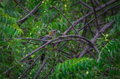 Melanerpes aurifrons