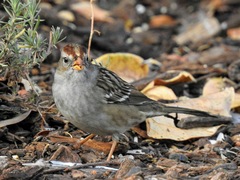 Zonotrichia leucophrys