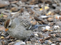 Zonotrichia leucophrys