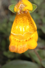 Calceolaria uniflora × polyrhiza