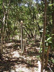 Pilosocereus robinii