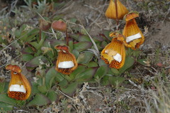 Calceolaria uniflora