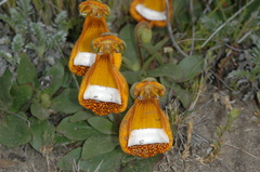 Calceolaria uniflora