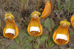 Calceolaria uniflora