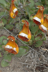 Calceolaria uniflora