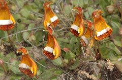 Calceolaria uniflora