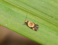 Thapsinotypa anthemodes