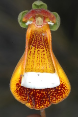 Calceolaria uniflora