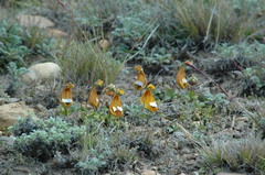 Calceolaria uniflora