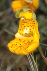 Calceolaria uniflora × polyrhiza