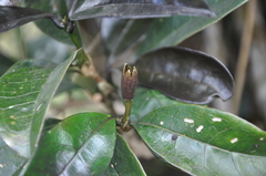 Brunfelsia dwyeri